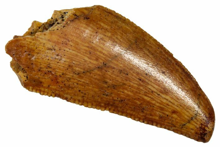 Serrated Raptor Tooth - Feeding Worn Tip #333323